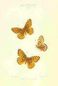 Peart Mary American Butterflies 1979 Argynnis 4 A4 Photo Print