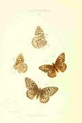 Peart Mary American Butterflies 1979 Argynnis 5 A4 Photo Print