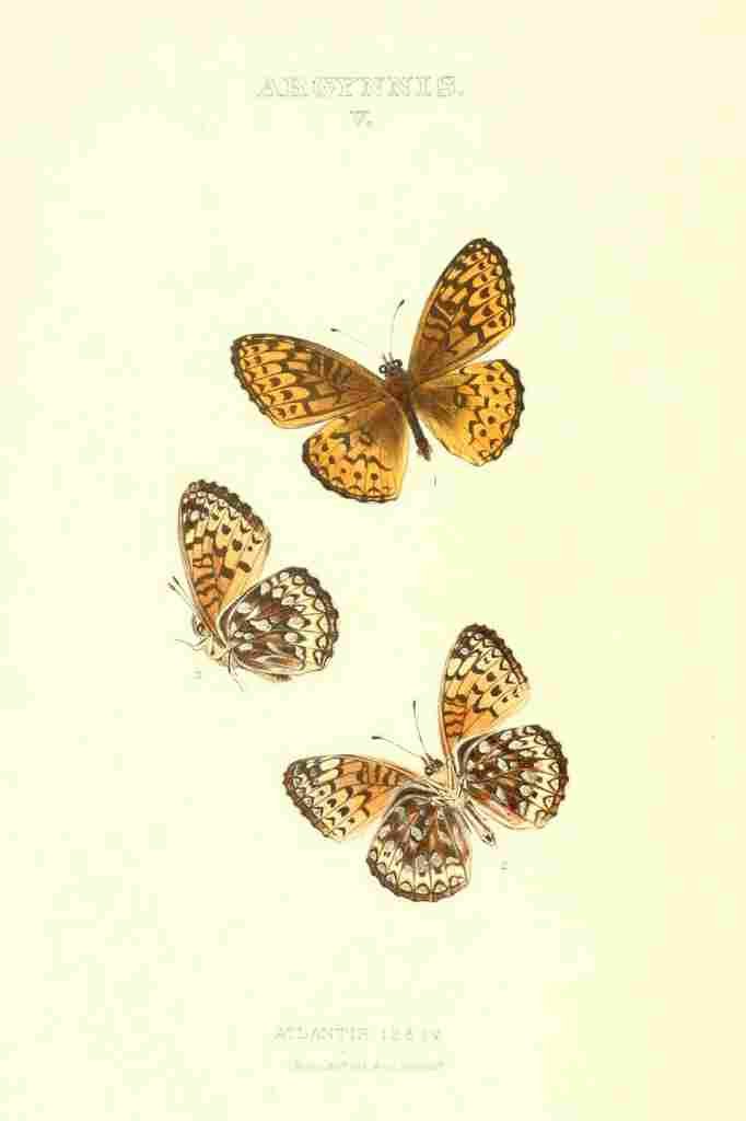 Peart Mary American Butterflies 1979 Argynnis 6 A4 Photo Print