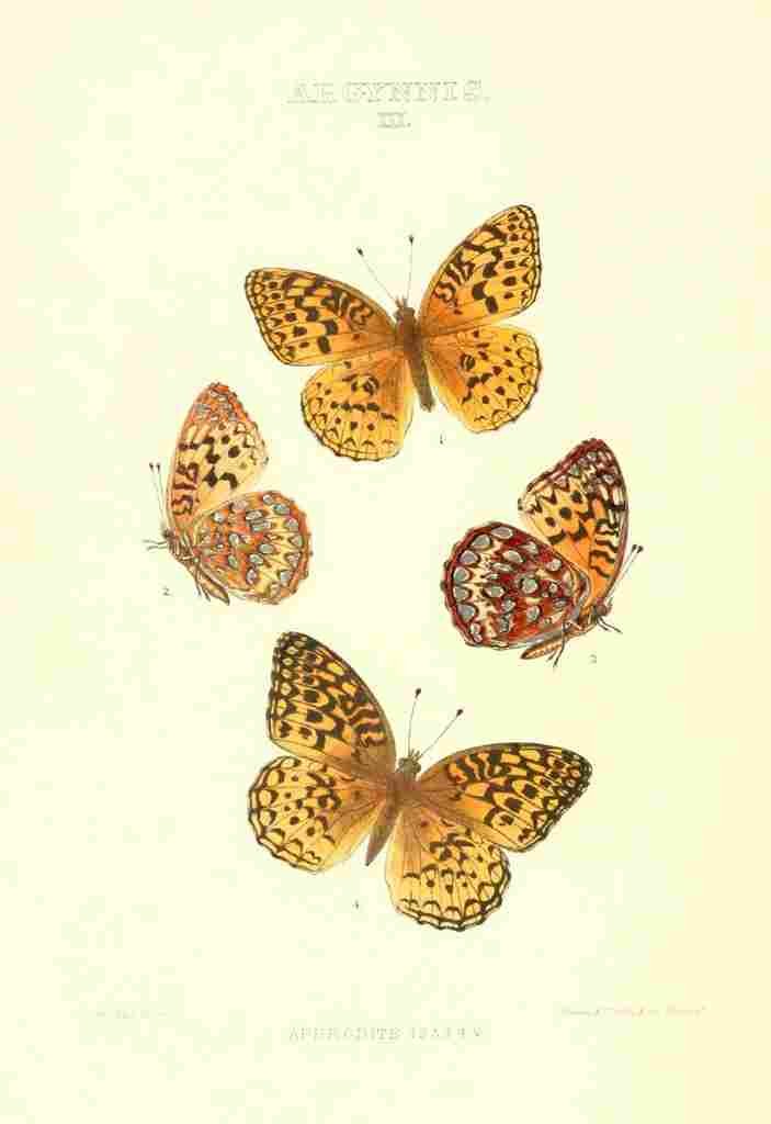 Peart Mary American Butterflies 1979 Argynnis 8 A4 Photo Print