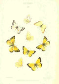 Peart Mary American Butterflies 1979 Colias 1 A4 Photo Print