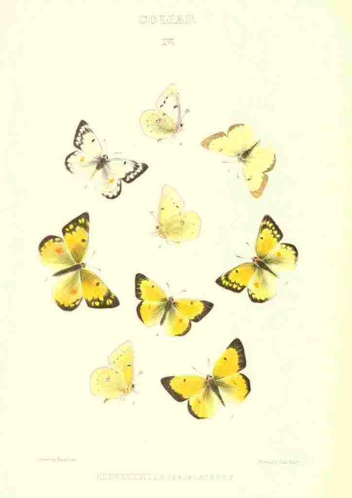 Peart Mary American Butterflies 1979 Colias 1 A4 Photo Print