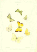 Peart Mary American Butterflies 1979 Colias 2 A4 Photo Print