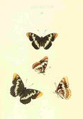 Peart Mary American Butterflies 1979 Limenitis 2 A4 Photo Print