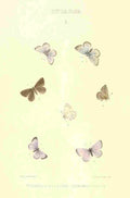 Peart Mary American Butterflies 1979 Lycaena A4 Photo Print