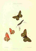 Peart Mary American Butterflies 1979 Melitaea A4 Photo Print