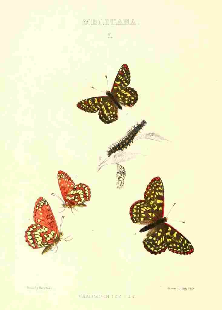 Peart Mary American Butterflies 1979 Melitaea A4 Photo Print