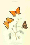 Peart Mary American Butterflies 1979 Paphia A4 Photo Print