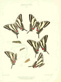 Peart Mary American Butterflies 1979 Papilio 1 A4 Photo Print