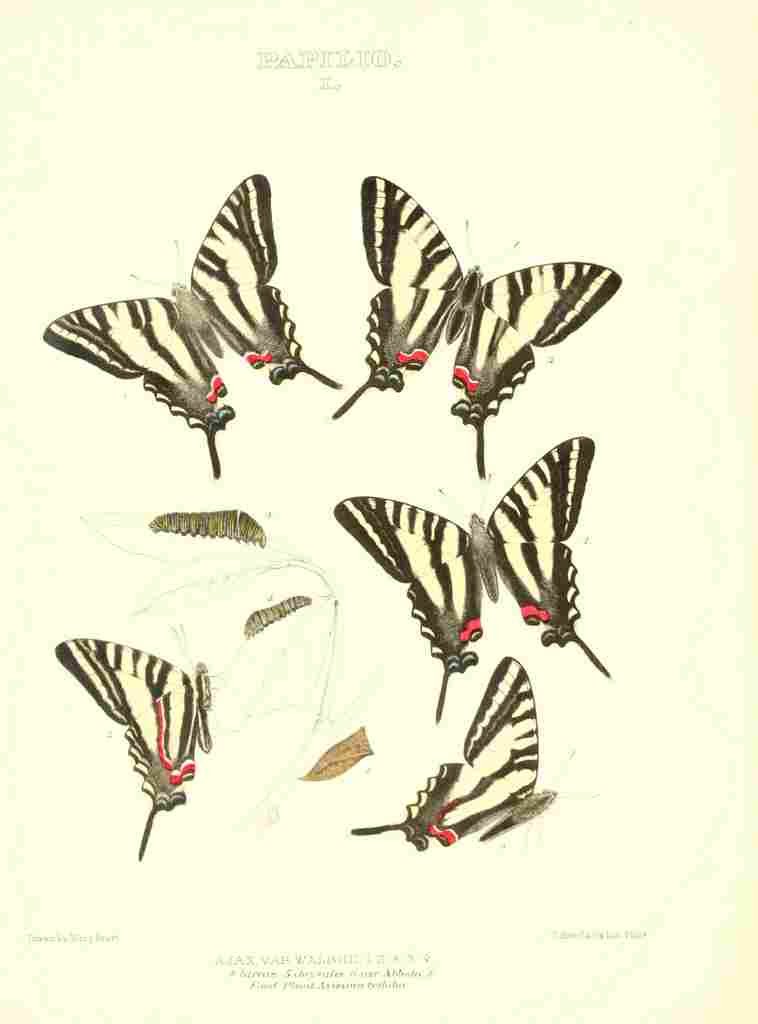 Peart Mary American Butterflies 1979 Papilio 1 A4 Photo Print