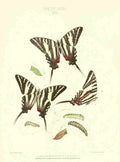 Peart Mary American Butterflies 1979 Papilio 2 A4 Photo Print