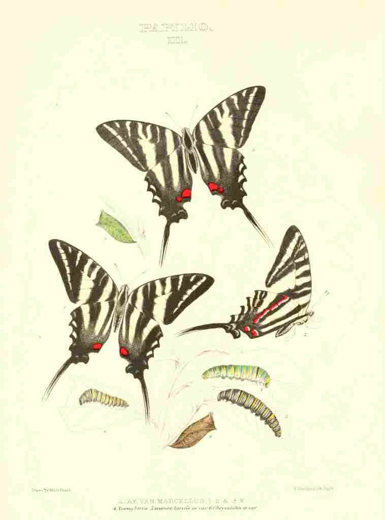 Peart Mary American Butterflies 1979 Papilio 2 A4 Photo Print