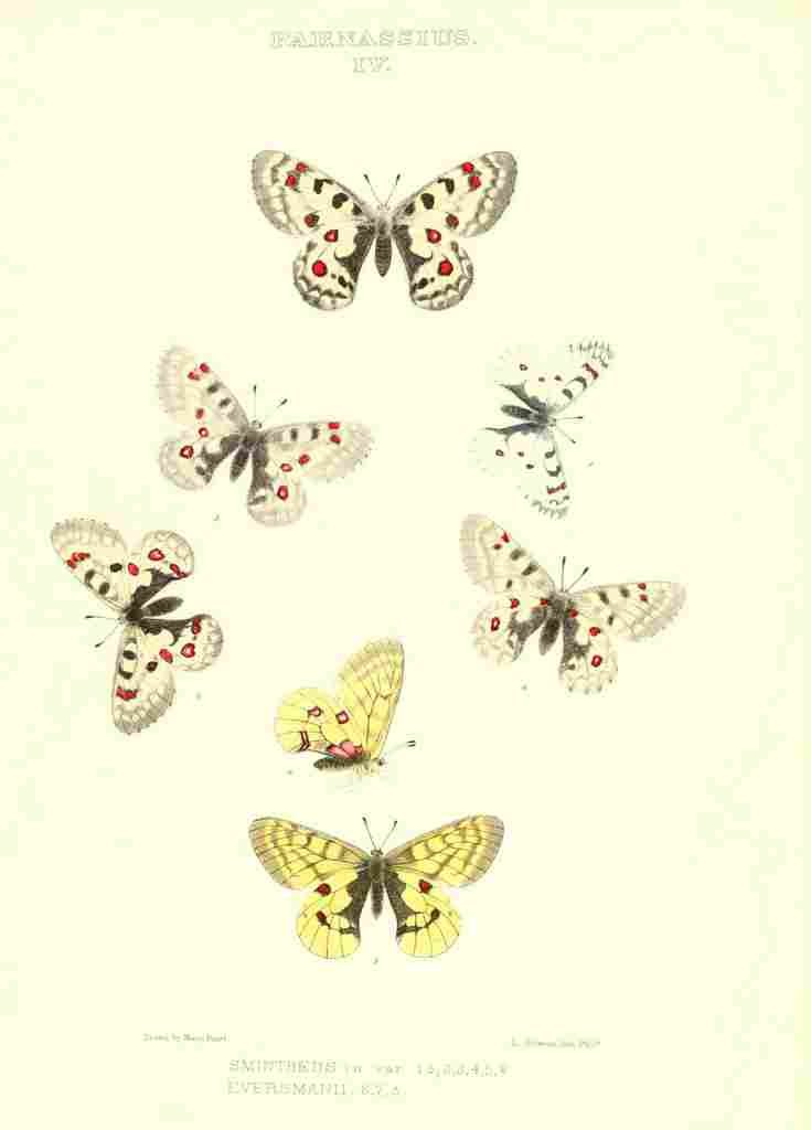Peart Mary American Butterflies 1979 Parnassius A4 Photo Print