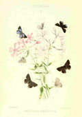 Peart Mary American Butterflies 1979 Thecla 1 A4 Photo Print