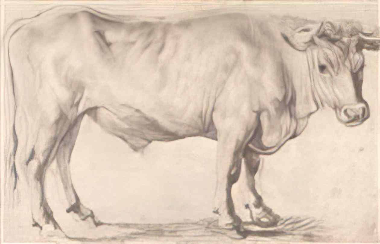 Peter Paul Rubens bull Art A4 Photo Print