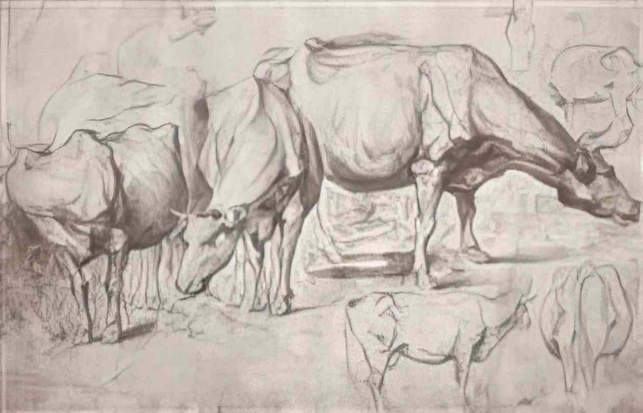 Peter Paul Rubens cows Art A4 Photo Print