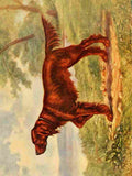 Pickering Arthur J 1901 Irish Setter A4 Photo Print