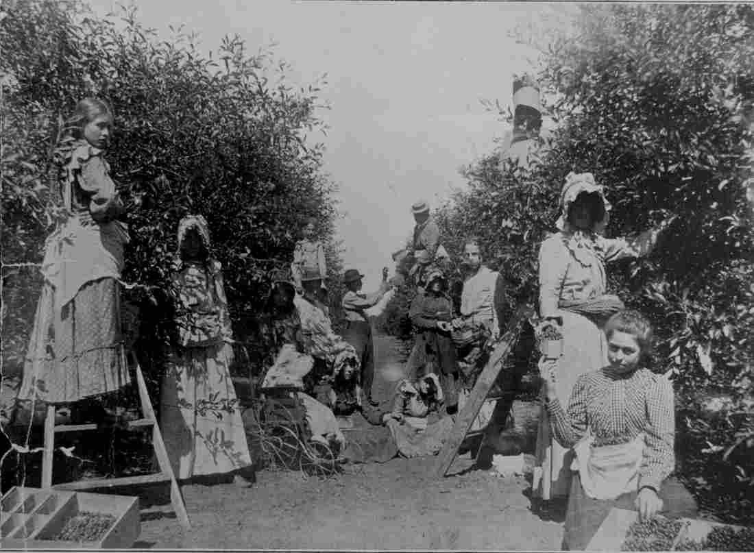 Picking cherries on an Oklahoma Fruit Ranch A baby in a str Military A4 Photo Print