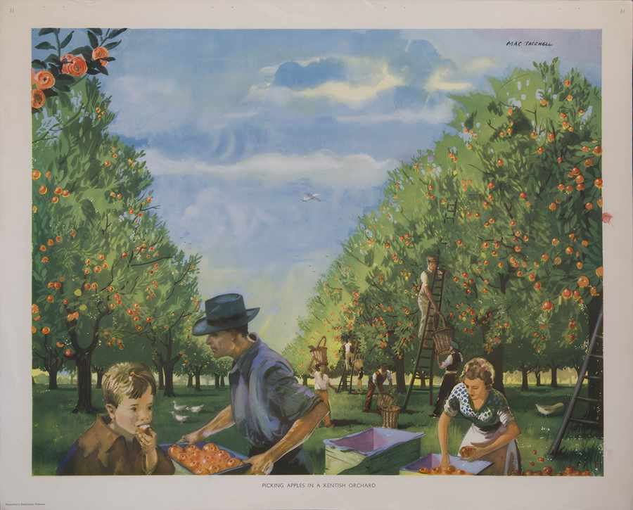 PickingApples Vintage Advert A4 Photo Print