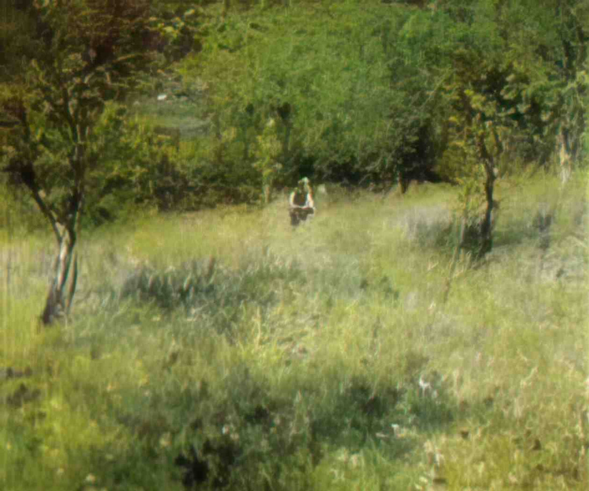 Pierre Auguste Renoir spring at catou 1873 Art A4 Photo Print