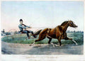 Pocahontas Horse 001 Vintage A4 Photo Print