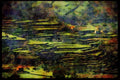 Portugal Rural 256000 Terraced Fields, Douro Valley A4 Limited Edition Watercolour Print
