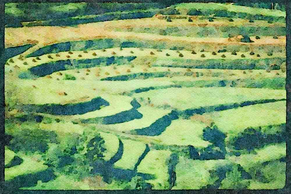 Portugal Rural 256002 Farmer With Oxen Working Terraced Fields A4 Limited Edition Watercolour Print