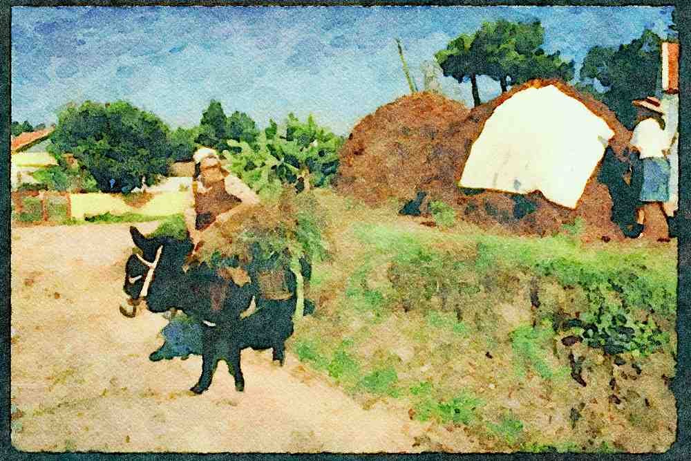 Portugal Rural 256008 Woman Riding Donkey In Village A4 Limited Edition Watercolour Print