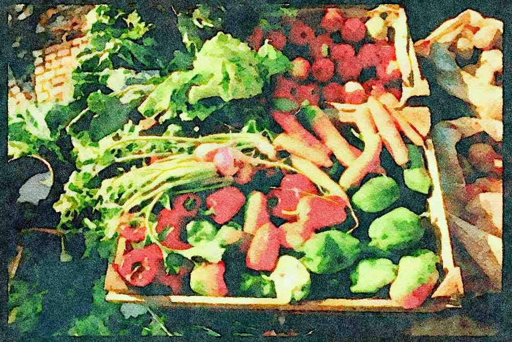 Portugal Rural 256021 Farm Produce From Surrounding Fields, Barcelos A4 Limited Edition Watercolour Print