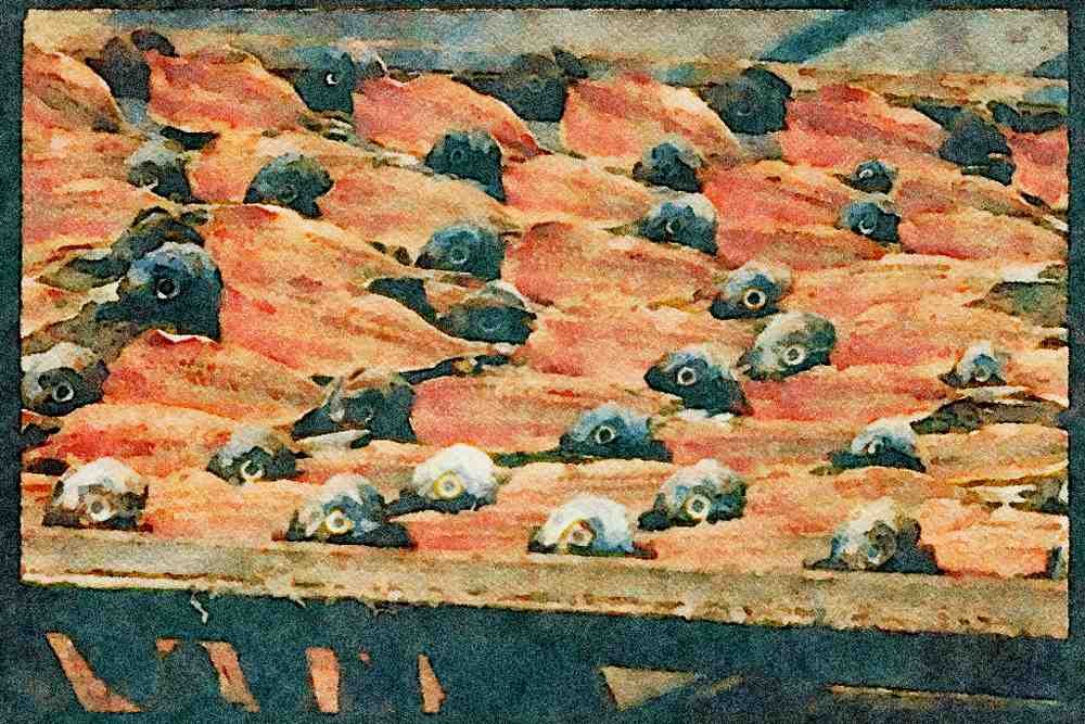 Portugal Rural 256064 Fish Drying In The Sun A4 Limited Edition Watercolour Print