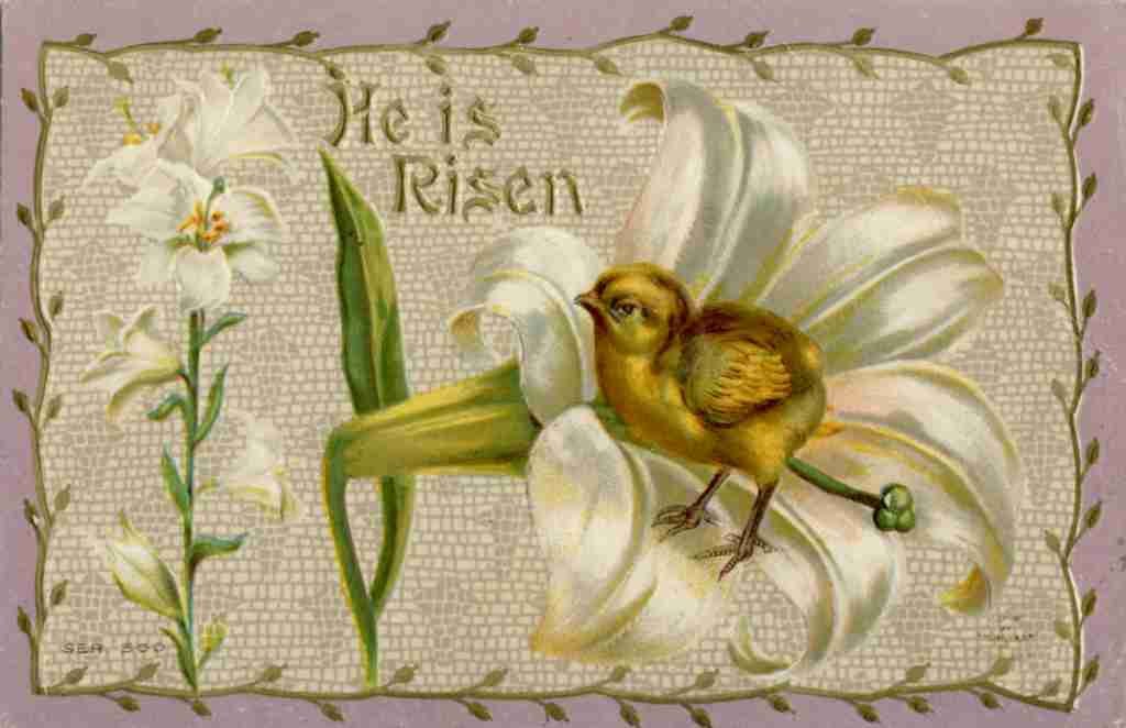 Postcard 1910 He is Risen Chick with lilies A4 Photo Print