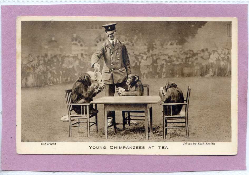 Postcard Young Chimpanzees At Tea Vintage A4 Photo Print