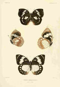 Poujade Madagascar 1885 Butterflies 1 A4 Photo Print