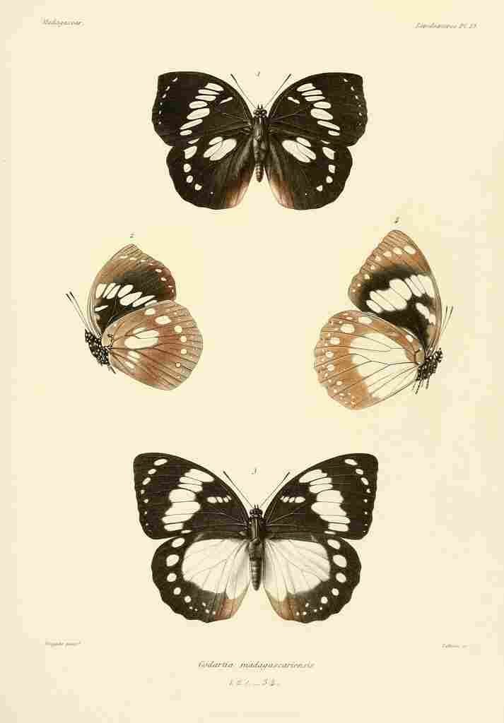 Poujade Madagascar 1885 Butterflies 1 A4 Photo Print