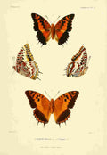 Poujade Madagascar 1885 Butterflies 2 A4 Photo Print