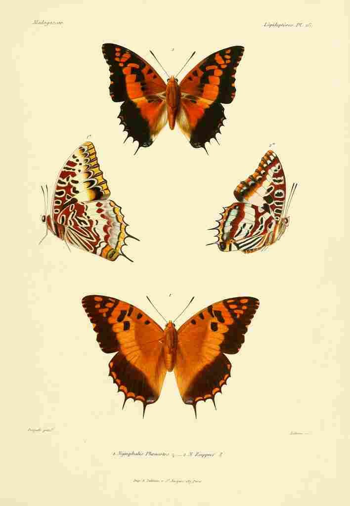 Poujade Madagascar 1885 Butterflies 2 A4 Photo Print
