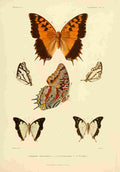 Poujade Madagascar 1885 Butterflies 3 A4 Photo Print