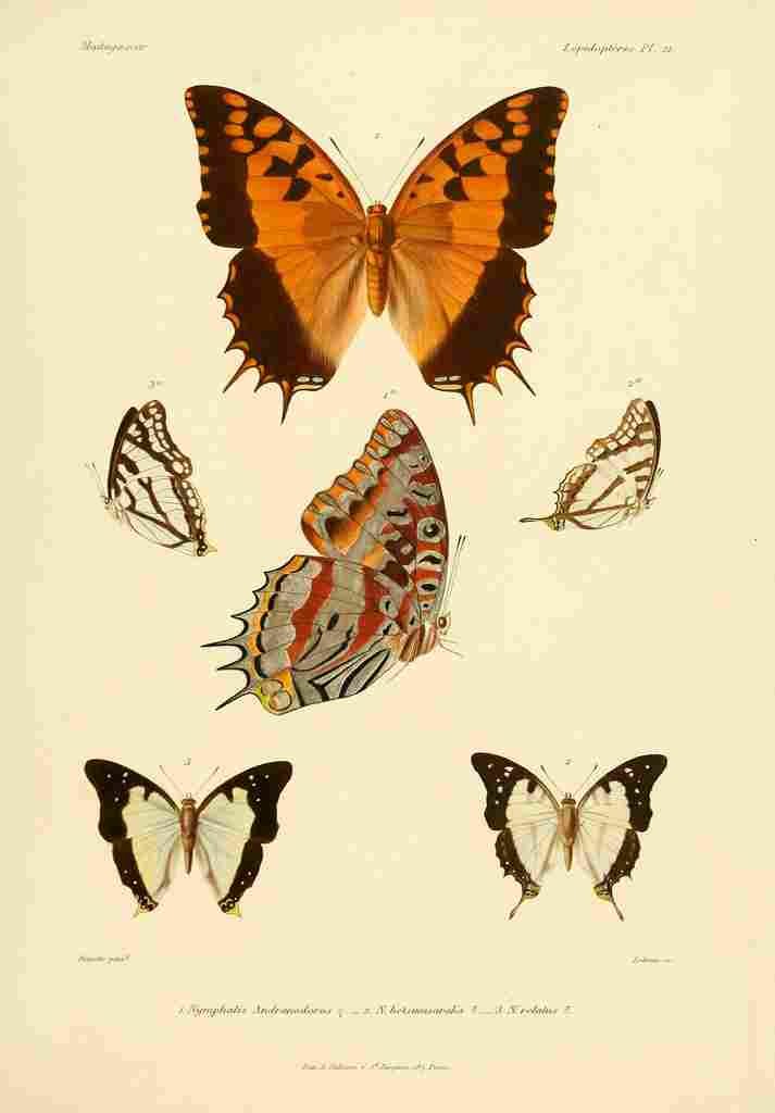 Poujade Madagascar 1885 Butterflies 3 A4 Photo Print