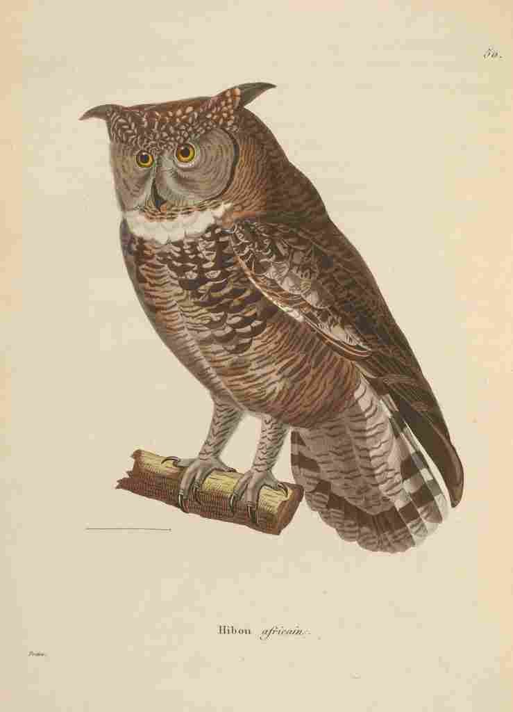 Prêtre JG c1780 1845 Oiseux 1838 African Owl A4 Photo Print