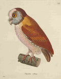 Prêtre JG c1780 1845 Oiseux 1838 Calong Owl A4 Photo Print