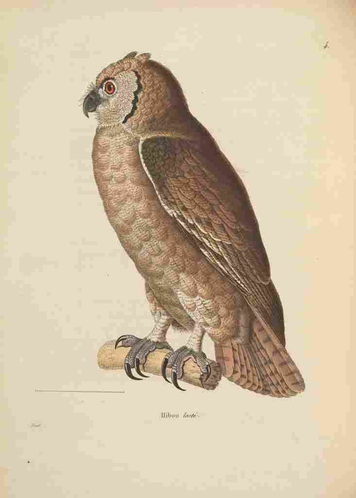 Prêtre JG c1780 1845 Oiseux 1838 Lacte Owl A4 Photo Print