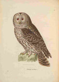 Prêtre JG c1780 1845 Oiseux 1838 Owl 1 A4 Photo Print