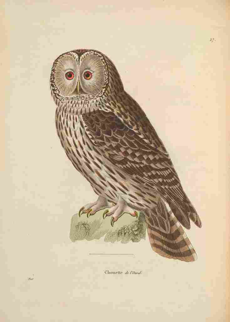 Prêtre JG c1780 1845 Oiseux 1838 Owl 1 A4 Photo Print