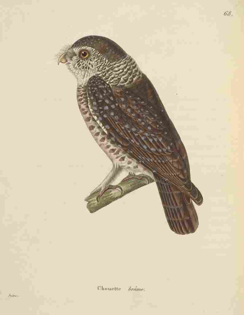 Prêtre JG c1780 1845 Oiseux 1838 Spotted Owl A4 Photo Print