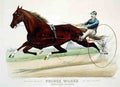 Prince Wilkes Horse 001 Vintage A4 Photo Print