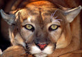 Puma Cougar Close up Face A4 Photo Print
