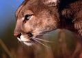 Puma Cougar Close up side A4 Photo Print