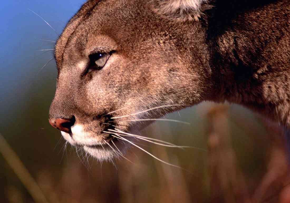 Puma Cougar Close up side A4 Photo Print