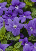 Purple Browalia A4 Photo Print