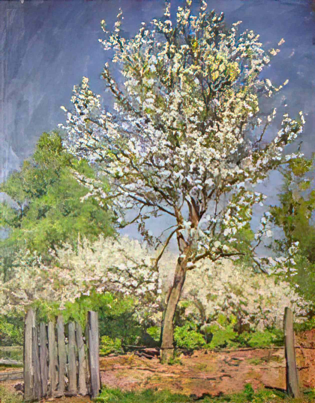 Pyotr Konchalovsky apple tree in bloom 1953 Art A4 Photo Print